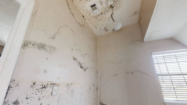 Best Real Estate Mold Inspection  in White Hall, WV